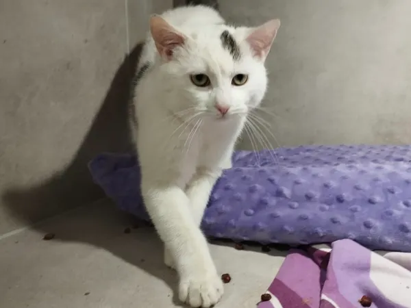 Znaleziono kota, Sosnowiec, 6 stycznia 2026 (1/4)