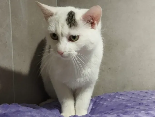 Znaleziono kota, Sosnowiec, 6 stycznia 2026 (2/4)