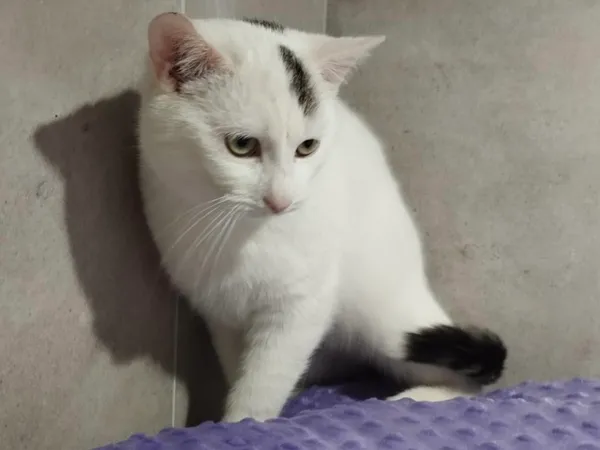 Znaleziono kota, Sosnowiec, 6 stycznia 2026 (3/4)