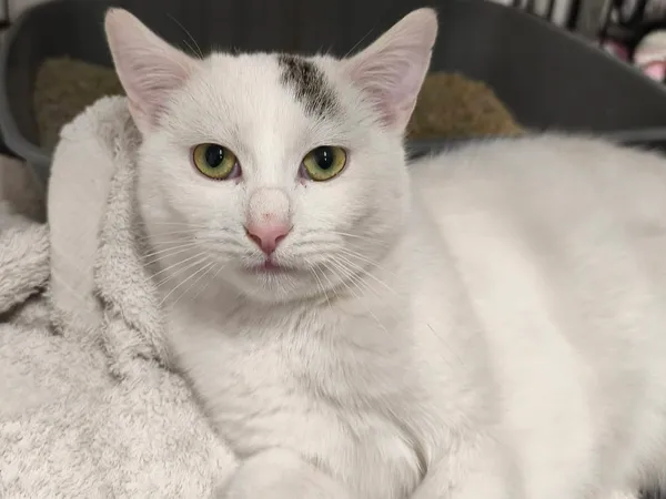 Znaleziono kota, Sosnowiec, 6 stycznia 2026 (4/4)