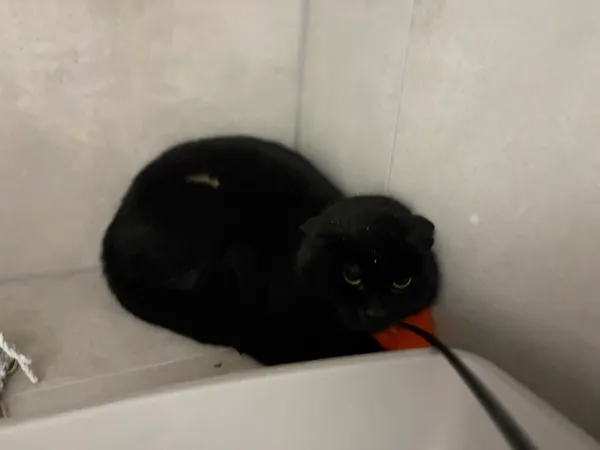 Znaleziono kota, Sosnowiec, 5 stycznia 2026