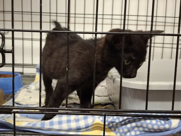 Znaleziono kota, Sosnowiec, 6 stycznia 2026