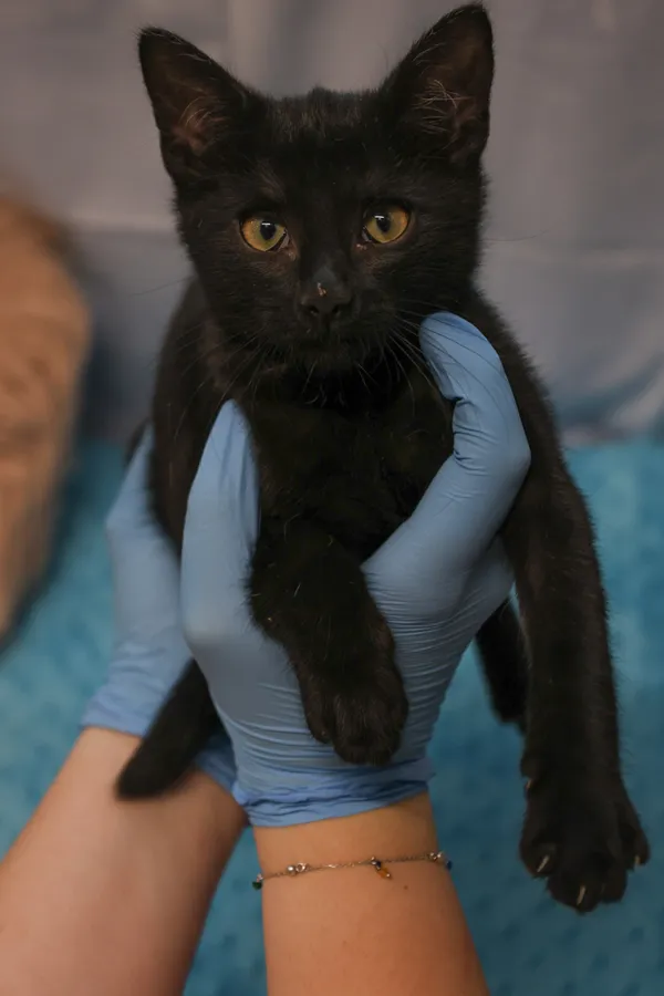 Znaleziono kota, Sosnowiec, 6 stycznia 2026 (1/5)