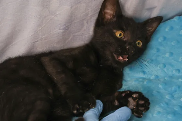 Znaleziono kota, Sosnowiec, 6 stycznia 2026 (2/5)