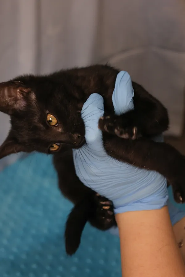 Znaleziono kota, Sosnowiec, 6 stycznia 2026 (3/5)