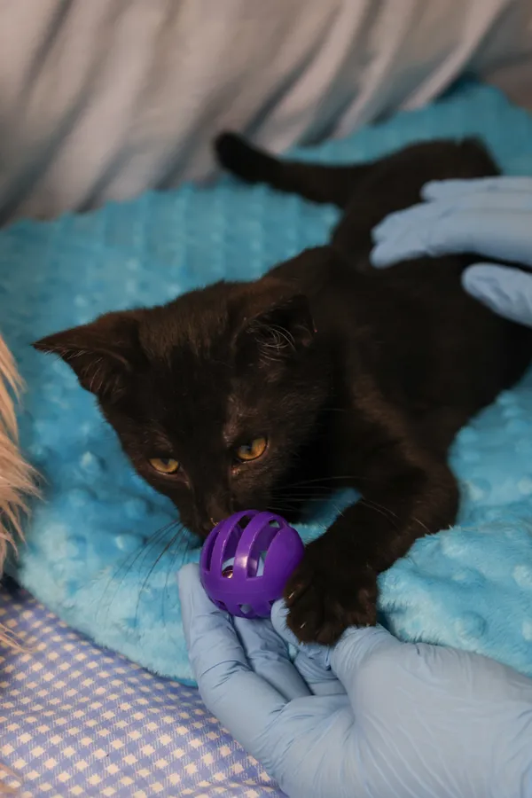 Znaleziono kota, Sosnowiec, 6 stycznia 2026 (4/5)