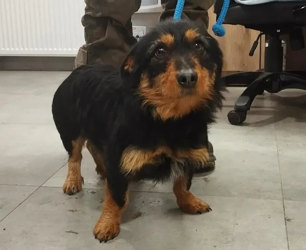 Znaleziono psa, Toruń, 7 stycznia 2026