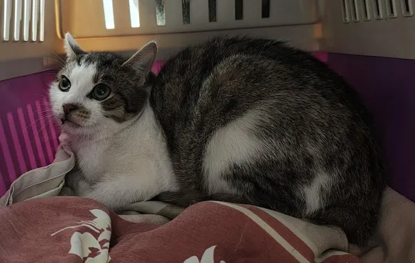 Znaleziono kota, Toruń, 6 stycznia 2026