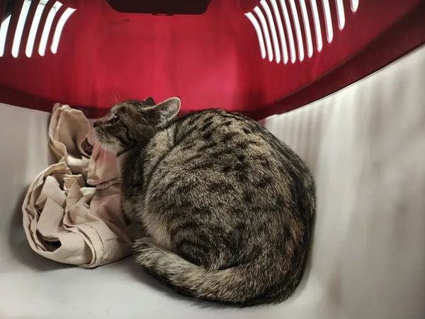 Znaleziono kota, Toruń, 6 stycznia 2026