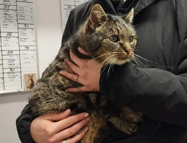 Znaleziono kota, Toruń, 5 stycznia 2026