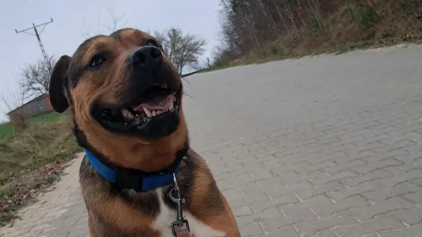 Znaleziono psa, Tatary, 19 listopada 2025 (1/3)