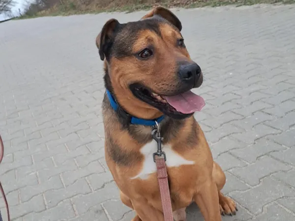 Znaleziono psa, Tatary, 19 listopada 2025 (2/3)