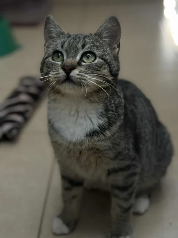 Kot do adopcji, Olsztyn, 17 grudnia 2025 (1/3)