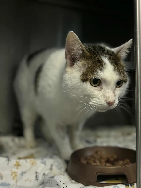 Kot do adopcji, Olsztyn, 15 grudnia 2025 (2/5)