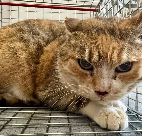 Znaleziono kota, Lublin, 7 stycznia 2026