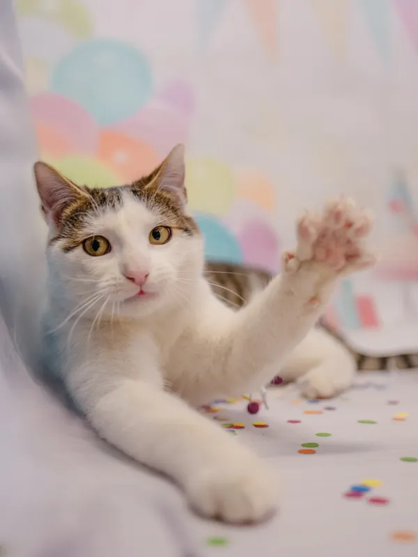 Znaleziono kota, Sosnowiec, 6 stycznia 2026 (1/5)