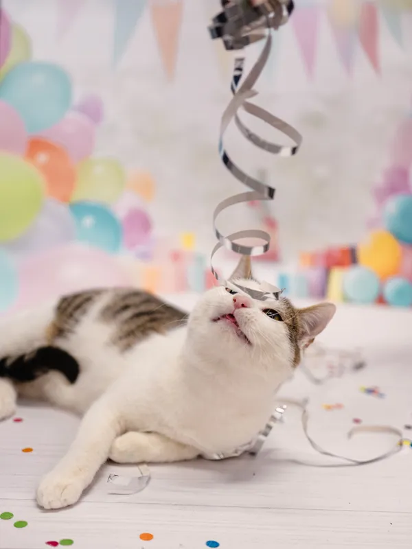 Znaleziono kota, Sosnowiec, 6 stycznia 2026 (4/5)