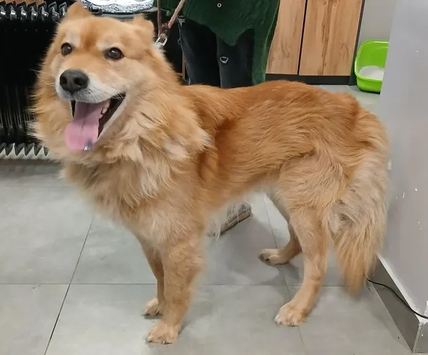 Znaleziono psa, Toruń, 5 stycznia 2026