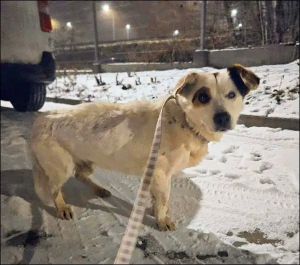 Znaleziono psa, Grudziądz, 8 stycznia 2026