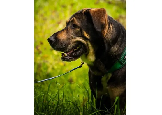 Pies do adopcji, Wrocław, 1 sierpnia 2025