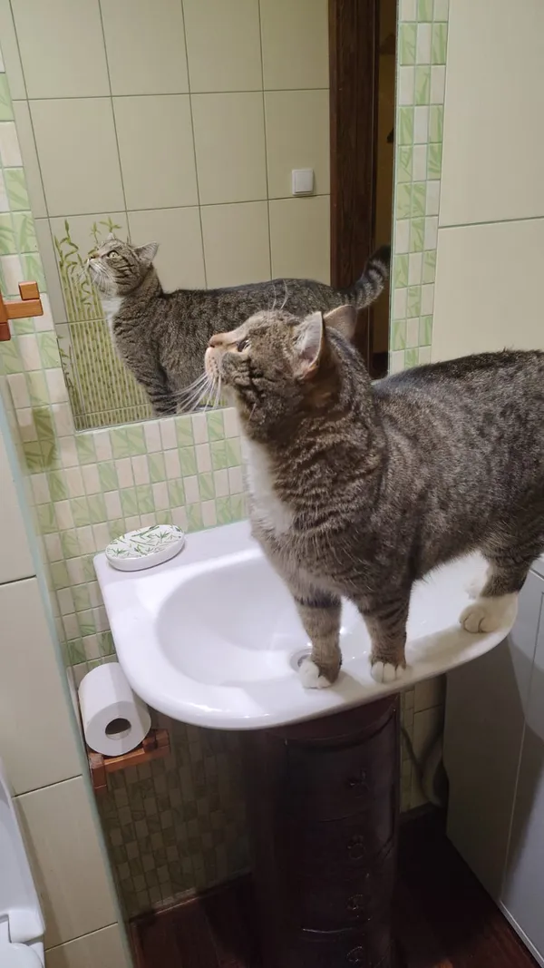 Zaginął kot, Grodzanów, 9 stycznia 2026