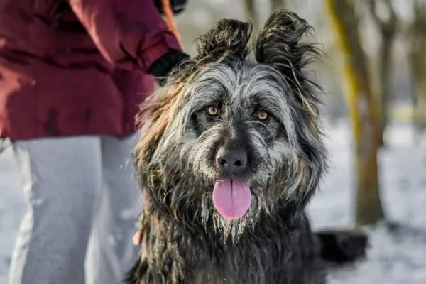 Pies do adopcji, Radom, 28 stycznia 2026 (1/5)