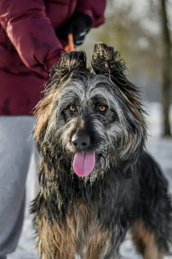 Pies do adopcji, Radom, 28 stycznia 2026 (2/5)