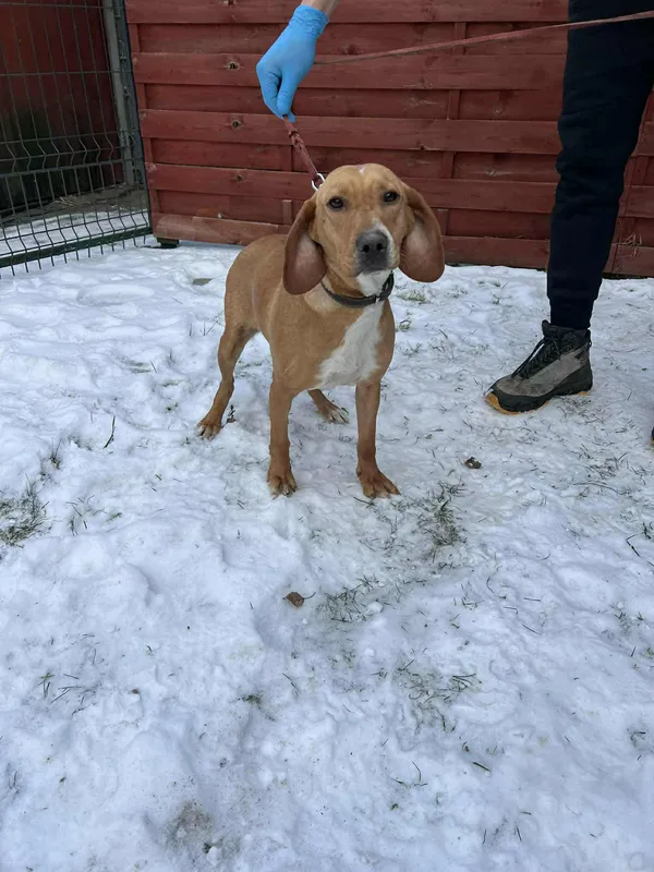 Znaleziono psa, Czartki, 9 stycznia 2026