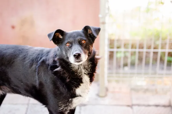 Oddam psa, Olsztyn, Kormoran, 9 stycznia 2026 (2/2)