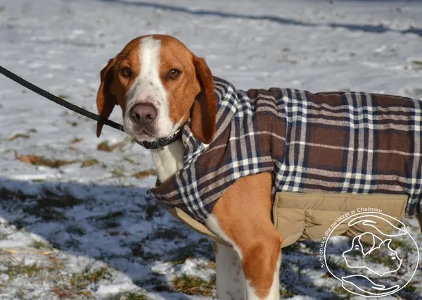 Pies do adopcji, Chełmek, 18 grudnia 2025