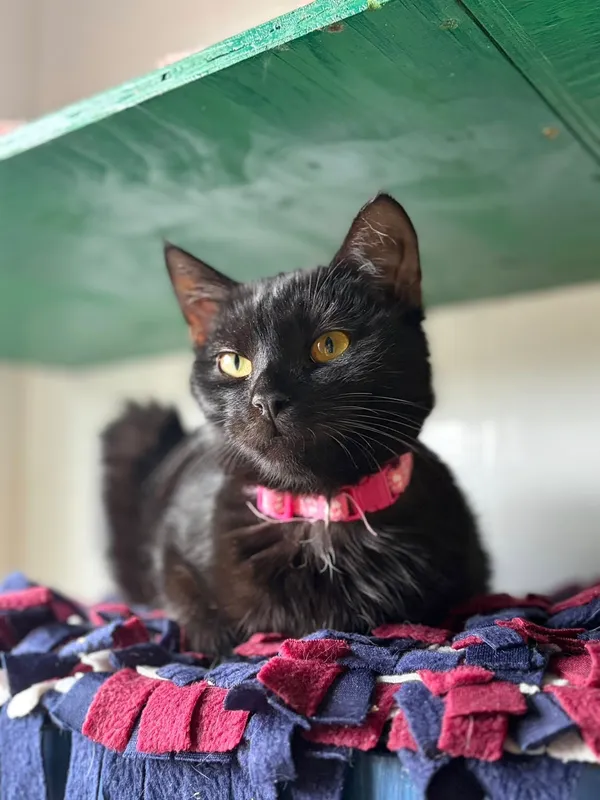 Oddam kota, Warszawa, Targówek Fabryczny, 9 stycznia 2026 (3/4)