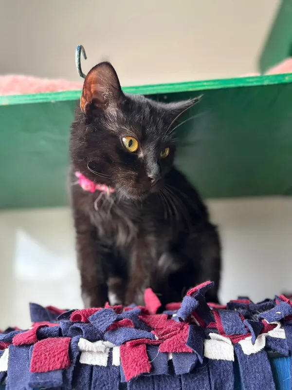 Oddam kota, Warszawa, Targówek Fabryczny, 9 stycznia 2026 (4/4)