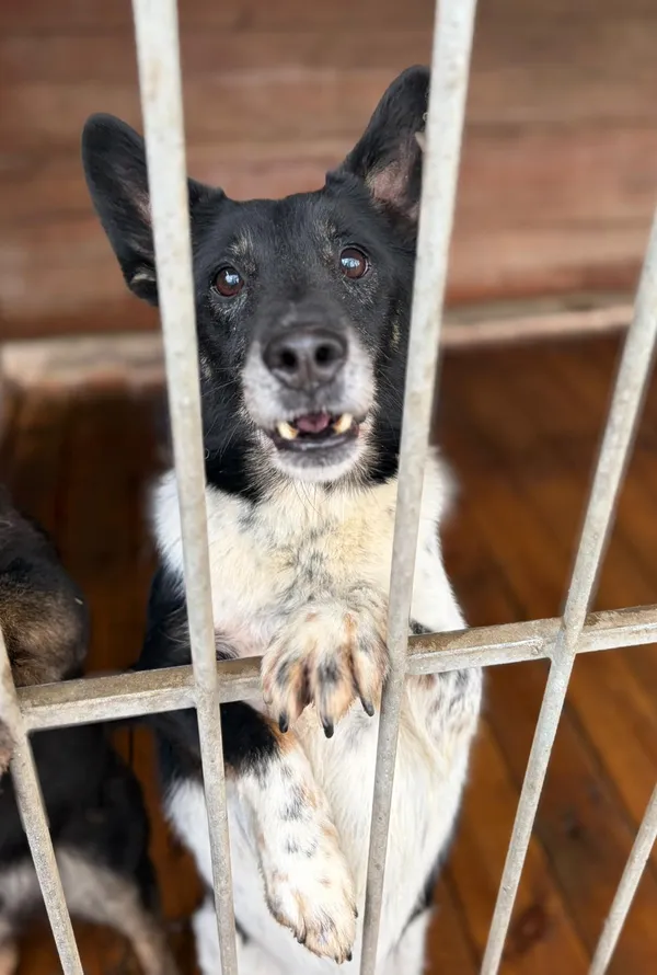 Oddam psa, Elbląg, Stare Miasto, 9 stycznia 2026