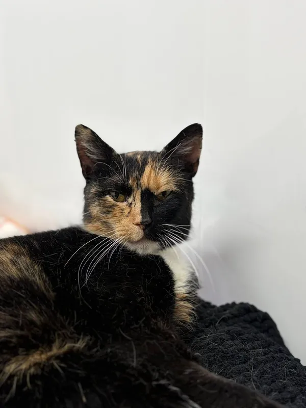 Oddam kota, Warszawa, Żerań, 9 stycznia 2026 (1/3)