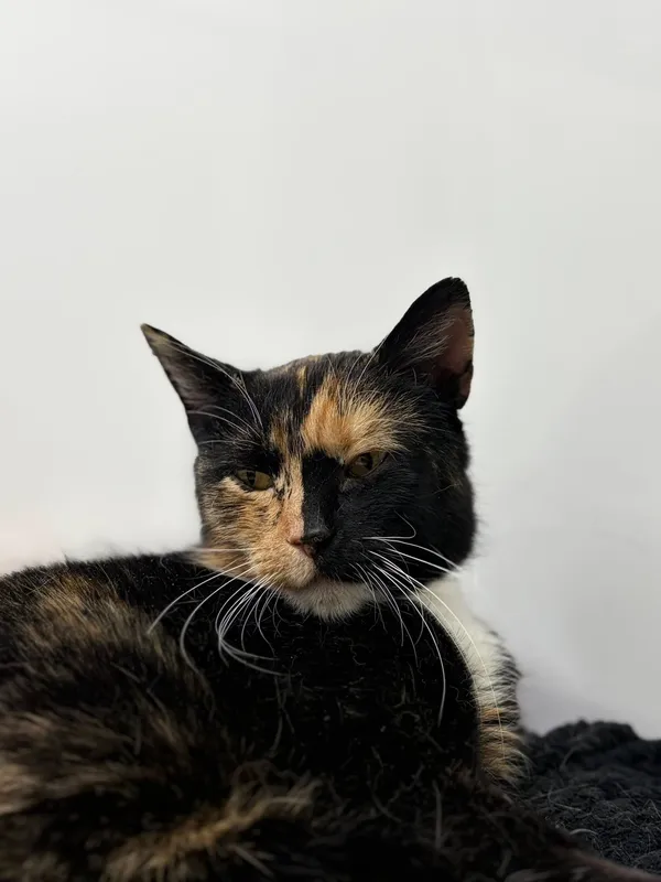 Oddam kota, Warszawa, Żerań, 9 stycznia 2026 (2/3)