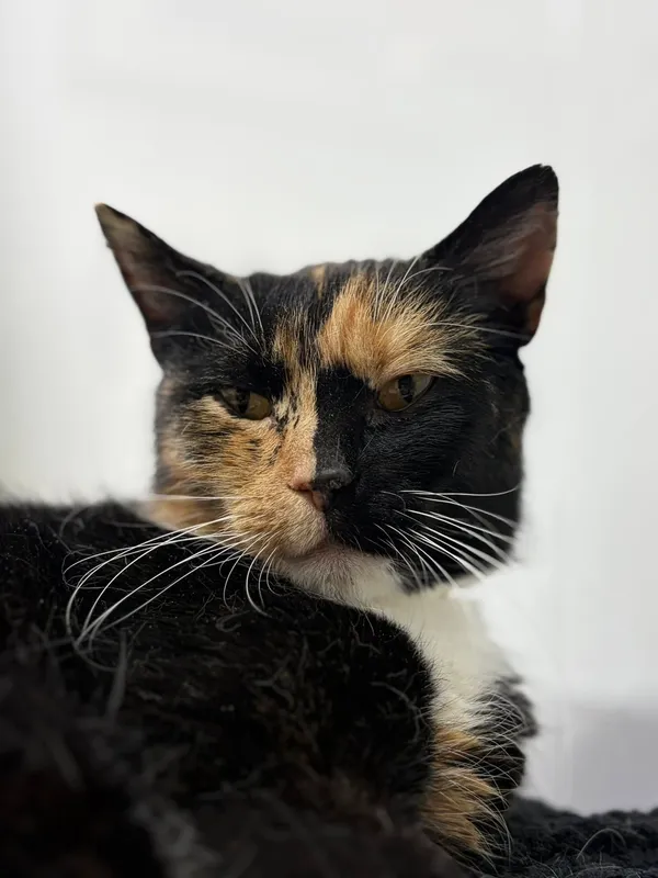 Oddam kota, Warszawa, Żerań, 9 stycznia 2026 (3/3)