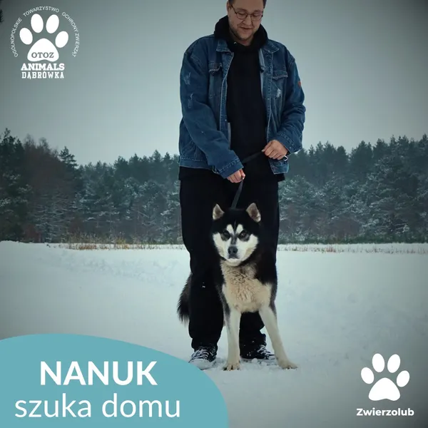 Pies do adopcji, Dąbrówka, 9 stycznia 2026 (3/4)