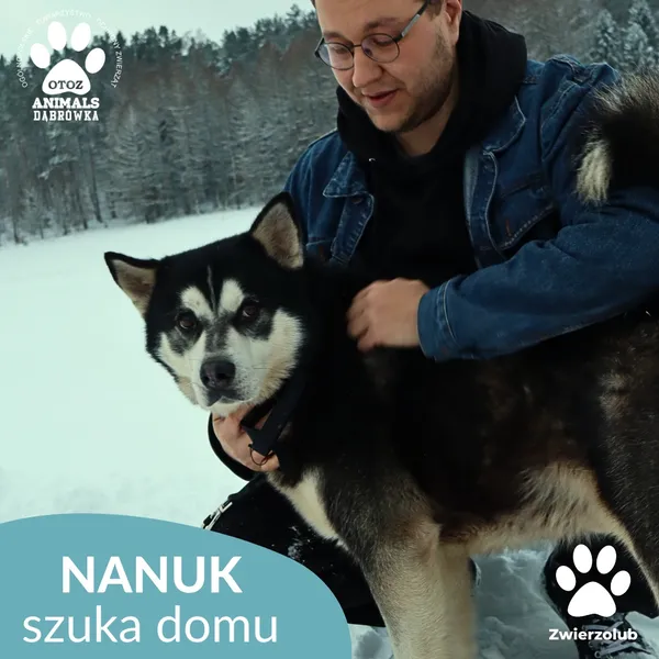 Pies do adopcji, Dąbrówka, 9 stycznia 2026 (4/4)