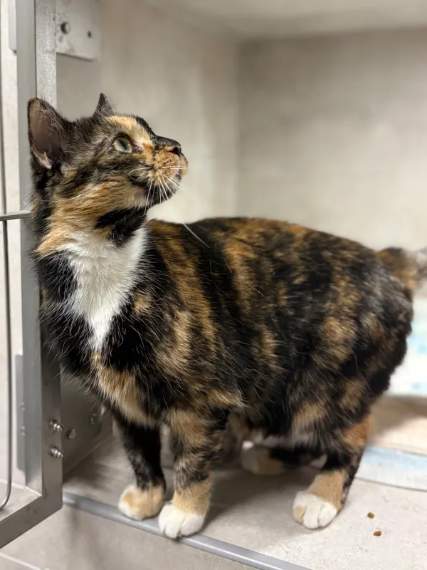 Znaleziono kota, Sosnowiec, 31 grudnia 2025 (3/3)