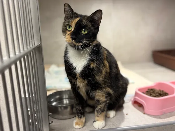 Znaleziono kota, Sosnowiec, 31 grudnia 2025 (1/3)