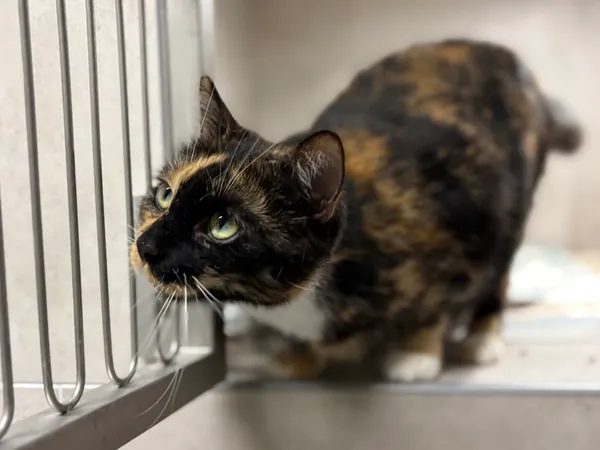 Znaleziono kota, Sosnowiec, 31 grudnia 2025 (2/3)