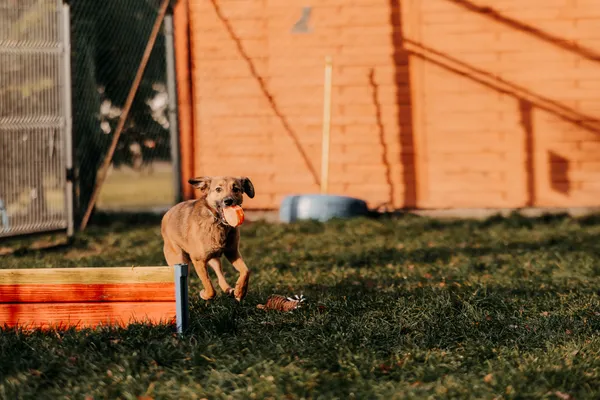 Pies do adopcji, Czartki, 8 stycznia 2026 (5/5)
