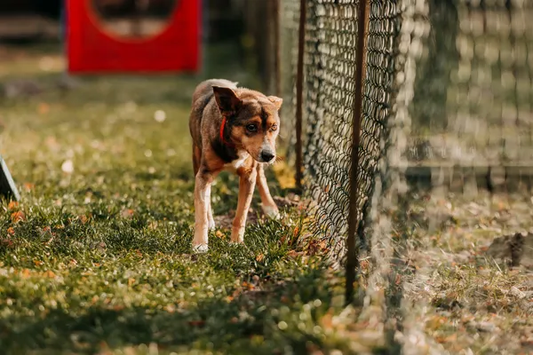 Pies do adopcji, Czartki, 9 stycznia 2026 (1/5)