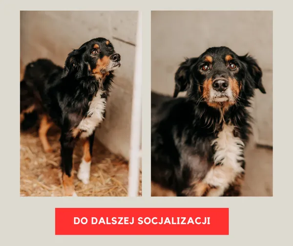 Pies do adopcji, Czartki, 9 stycznia 2026 (1/3)