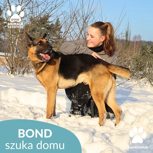 Pies do adopcji, Dąbrówka, 9 stycznia 2026 (2/4)