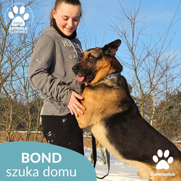Pies do adopcji, Dąbrówka, 9 stycznia 2026 (3/4)