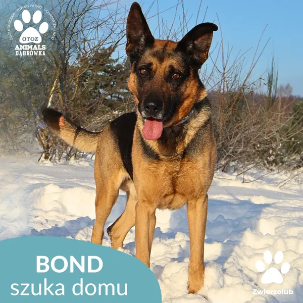 Pies do adopcji, Dąbrówka, 9 stycznia 2026 (4/4)