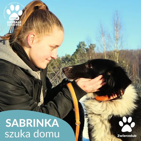 Pies do adopcji, Dąbrówka, 9 stycznia 2026 (4/4)