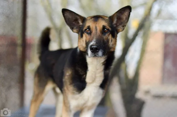 Oddam psa, Elbląg, Wyspa Spichrzów, 9 stycznia 2026 (1/4)