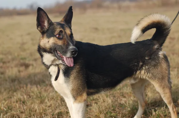 Oddam psa, Elbląg, Wyspa Spichrzów, 9 stycznia 2026 (2/4)